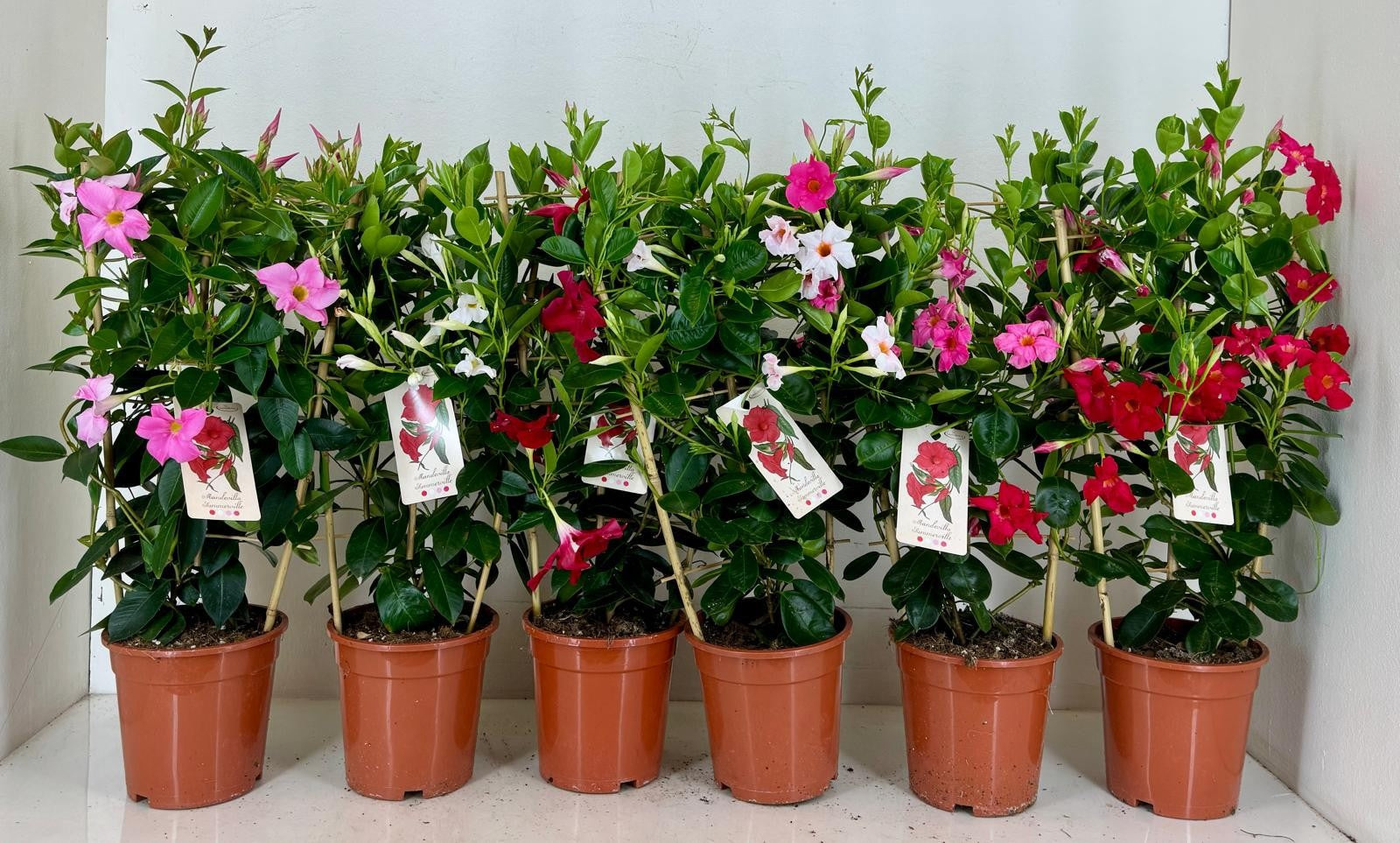 Mandevilla Rio mix 65cm 19cm Pot