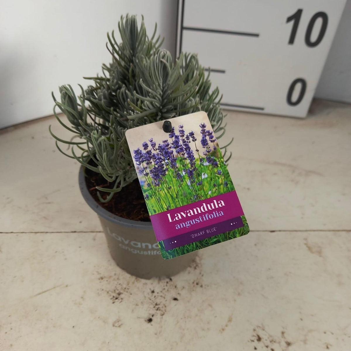 Lavandula ang. Dwarf Blue 20cm 12cm Pot