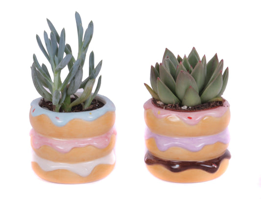 Succulent mix 15cm 8cm Pot