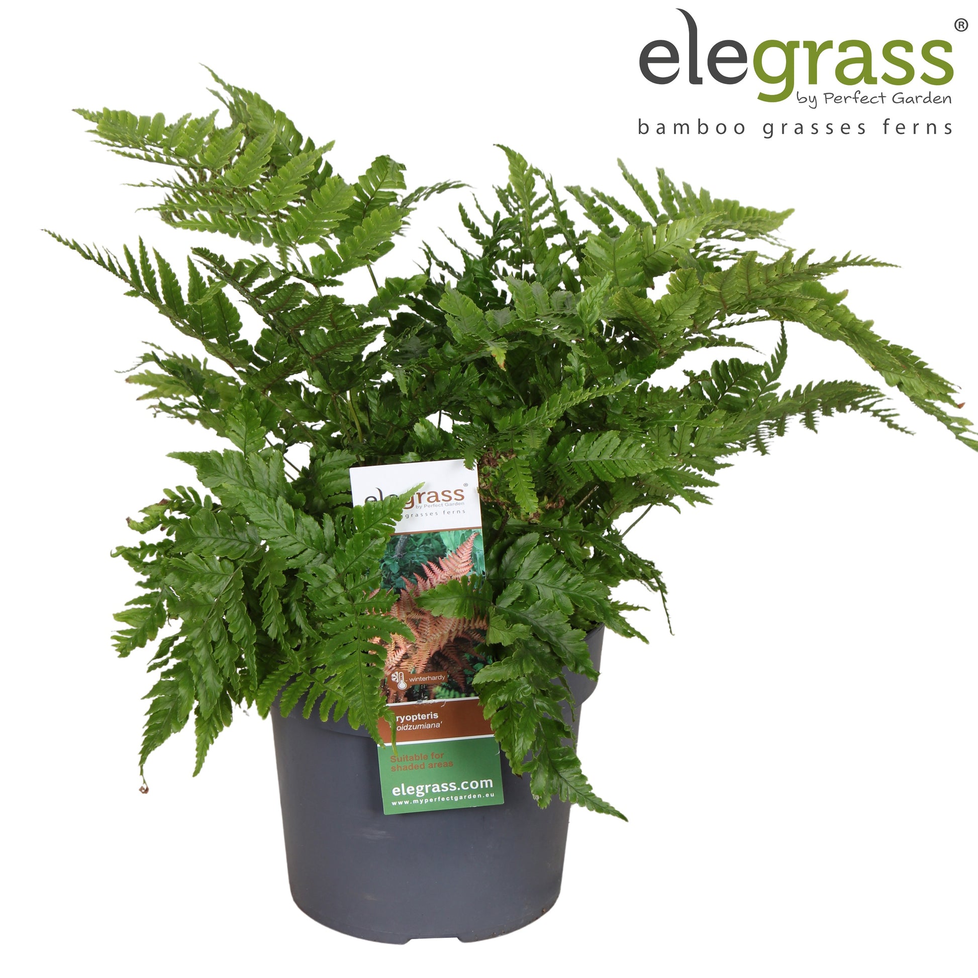 Hoogeveen Plants BV Dryopteris erythrosora Pack of 1