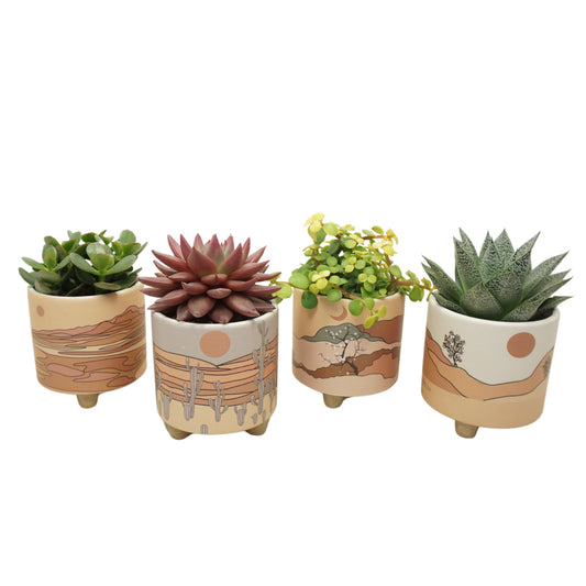 Succulent mix 16cm 8.5cm Pot