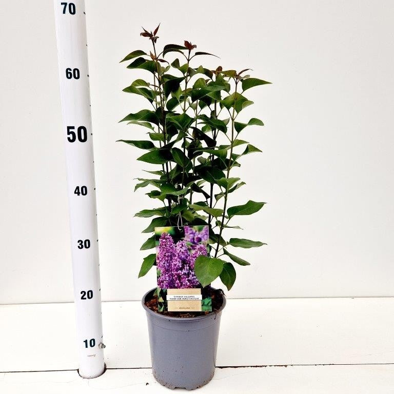 Syringa vulgaris Ruhm von Horstenstein 45cm 17cm Pot