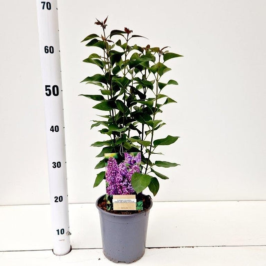 Syringa vulgaris Ruhm von Horstenstein 45cm 17cm Pot