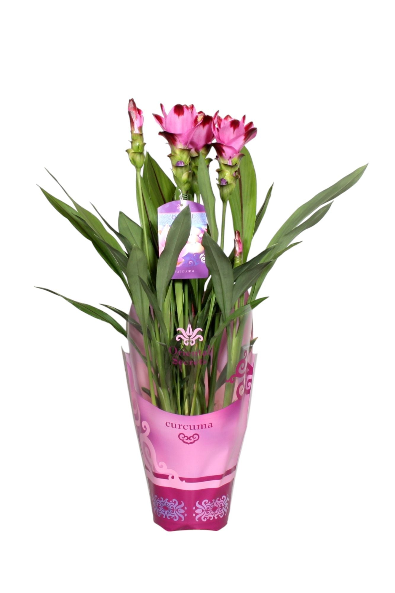 Curcuma Siam Splash 70cm 17cm Pot