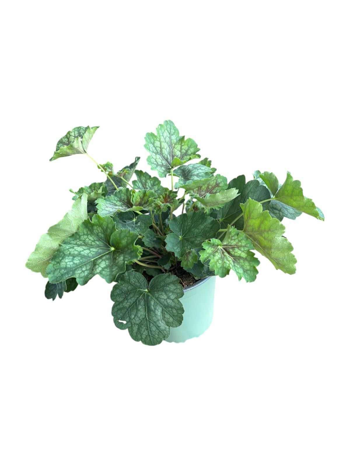 Heuchera hybrid 25cm 14cm Pot