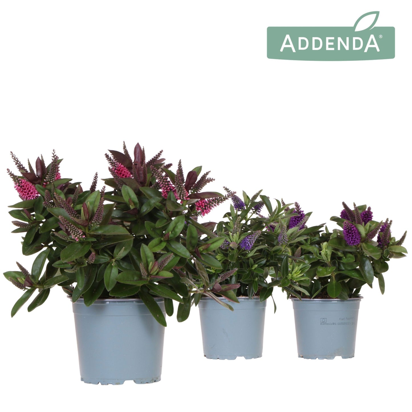 Hebe Addenda mix 30cm 12cm Pot