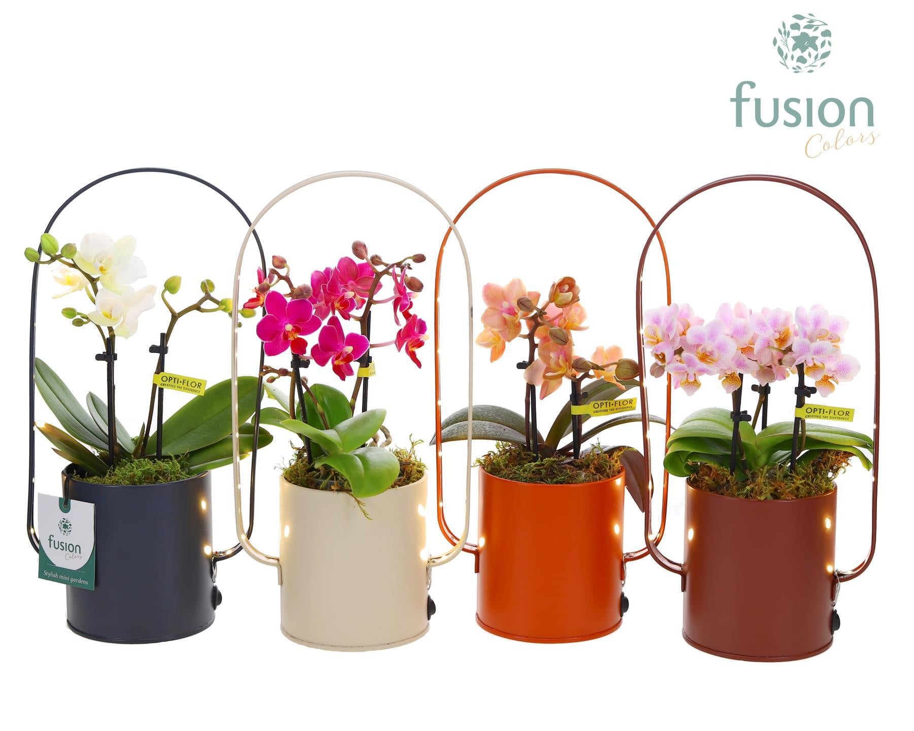 Fusioncolors BV Zinken LED planter boog met Phalaenopsis Pack of 9