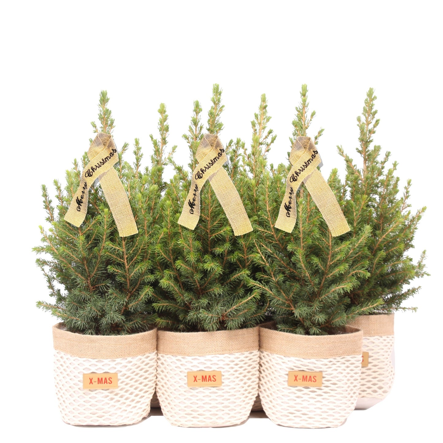 Picea gl. December 55cm 15cm Pot