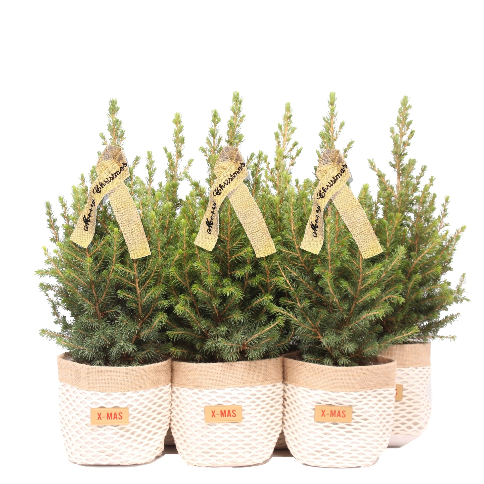 Picea gl. December 55cm 15cm Pot