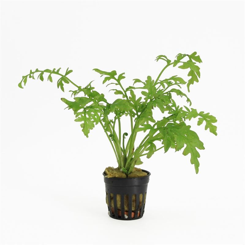 Aquarium plant mix 10cm 5cm Pot