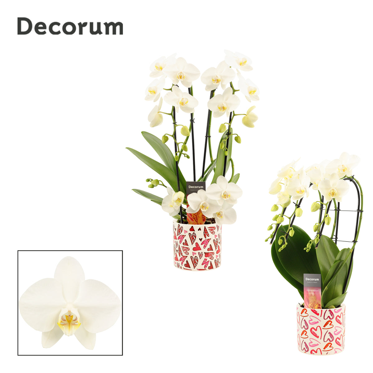 Phalaenopsis white 50cm 12cm Pot