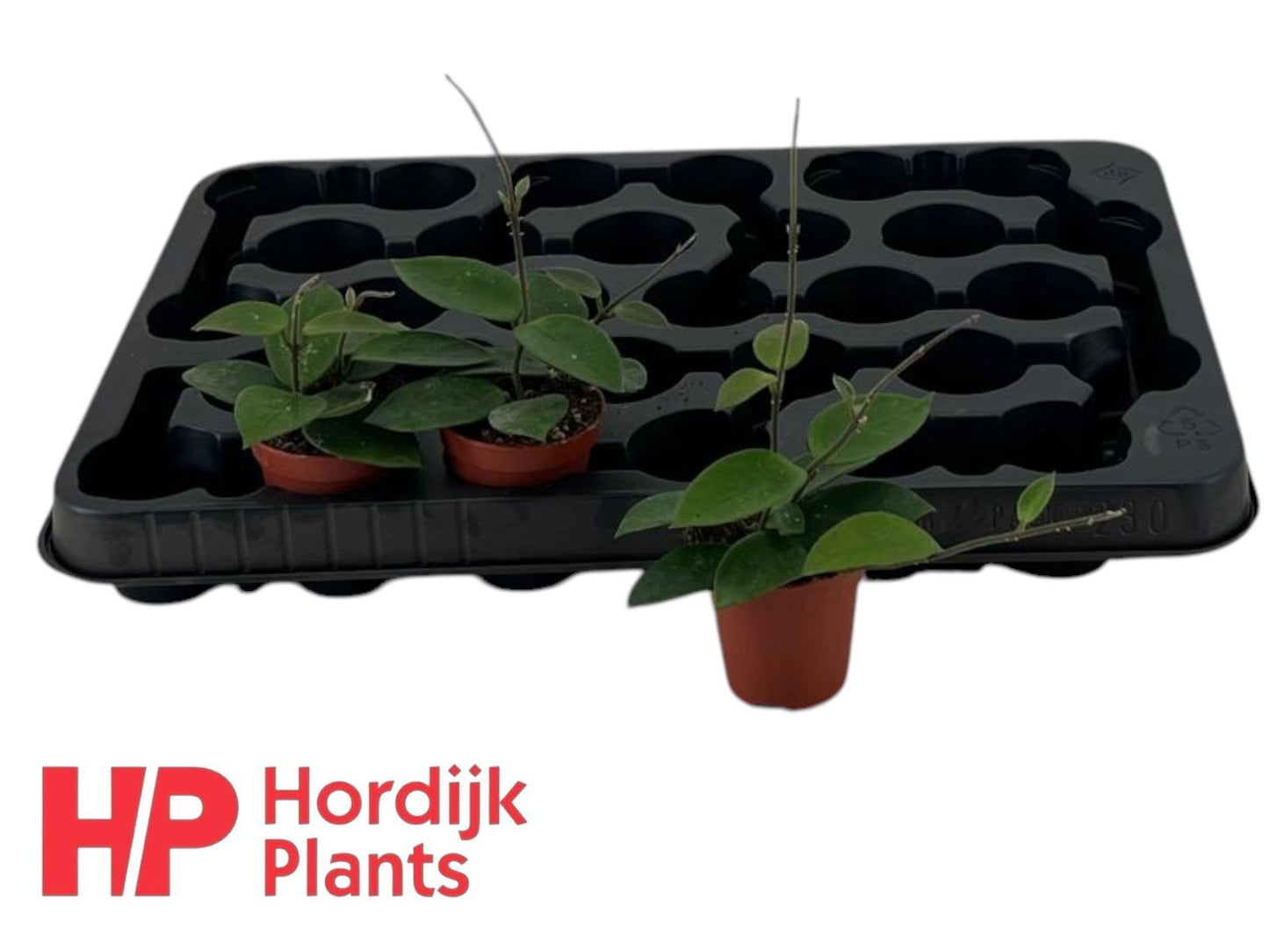 Hordijk Plants Hoya australis Pack of 30