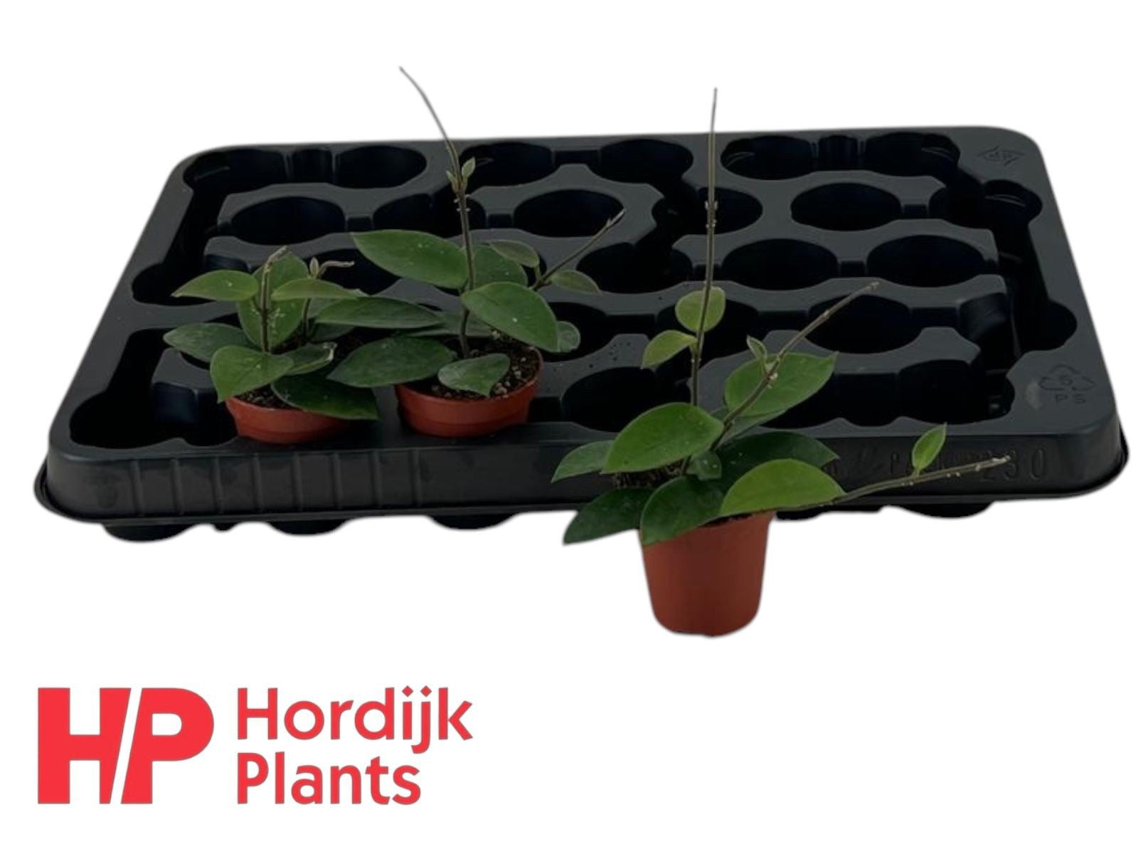 Hordijk Plants Hoya australis Pack of 30