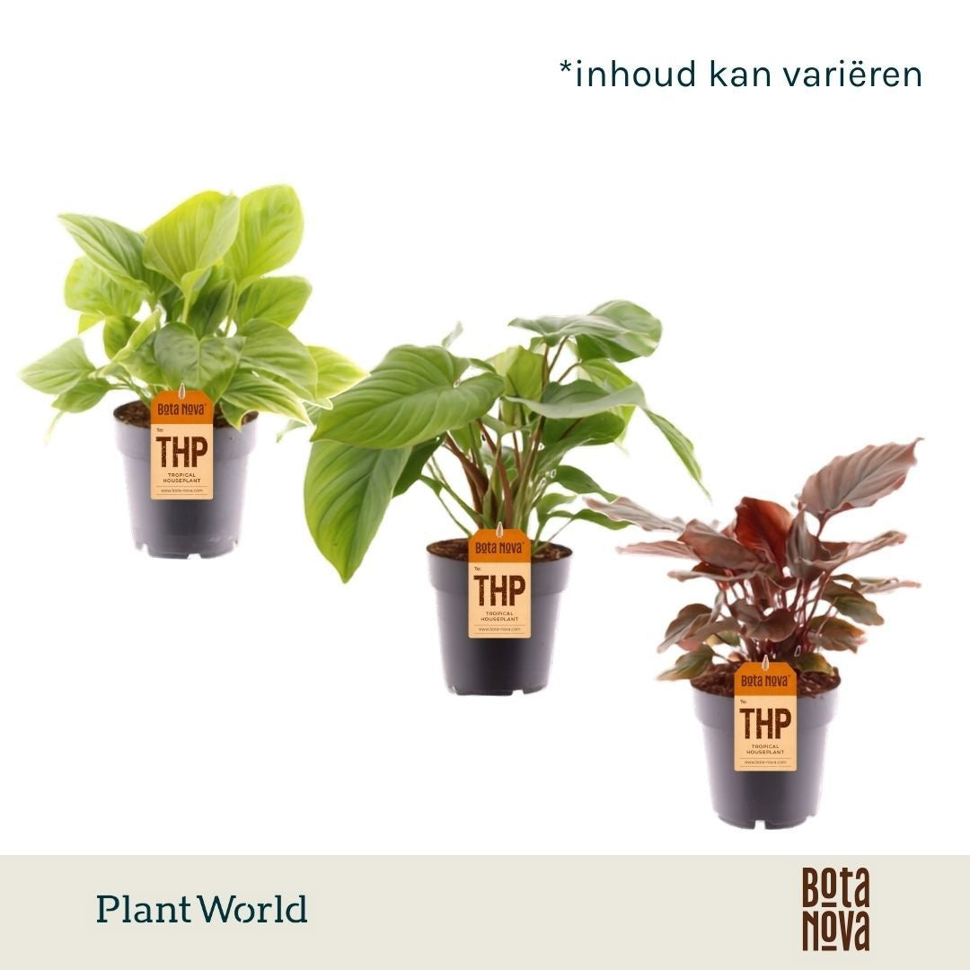Foliage houseplants mix 30cm 14cm Pot