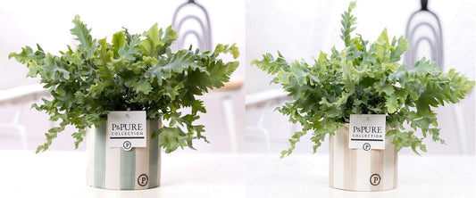 Phlebodium Davana 35cm 12cm Pot