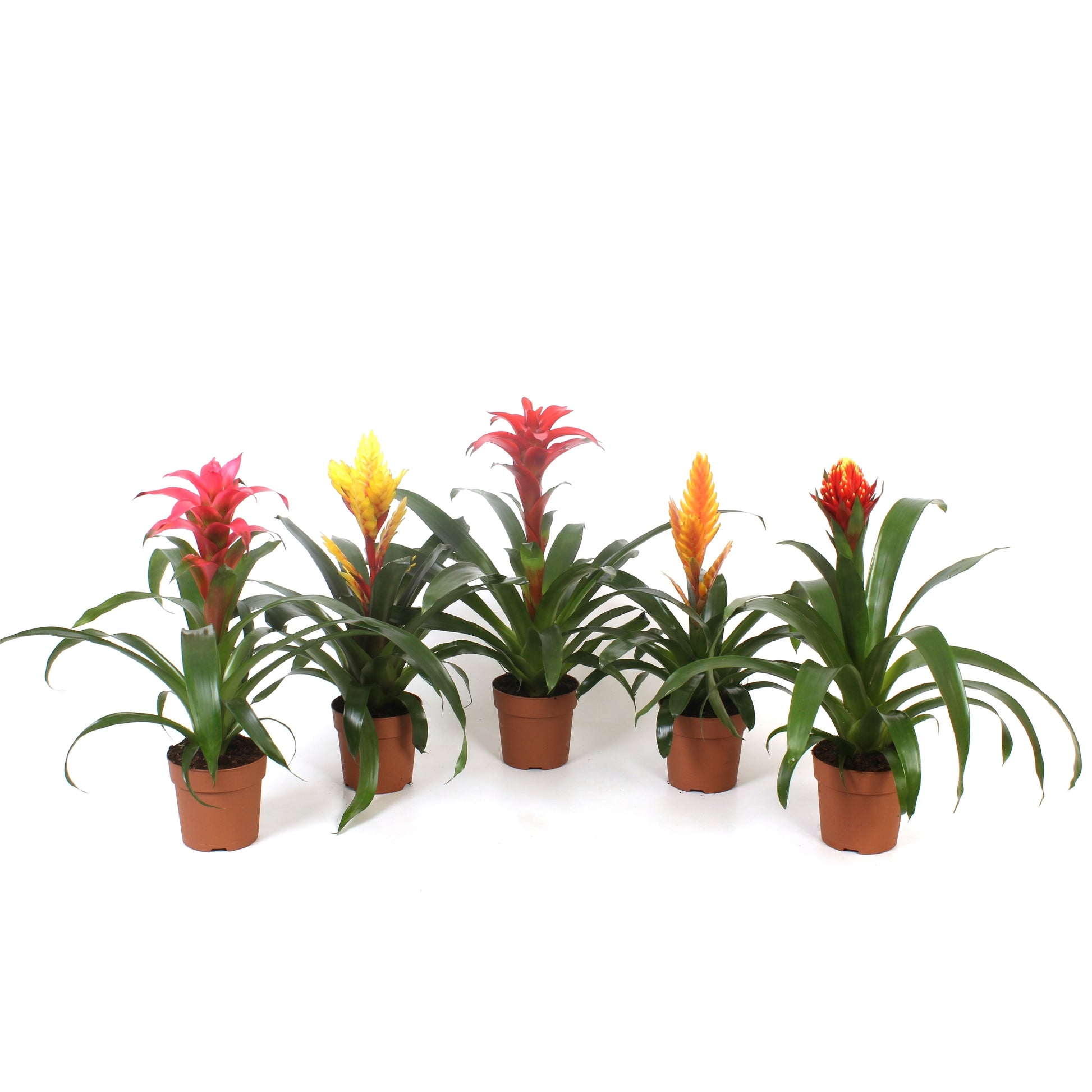 Bromelia mix 40cm 12cm Pot