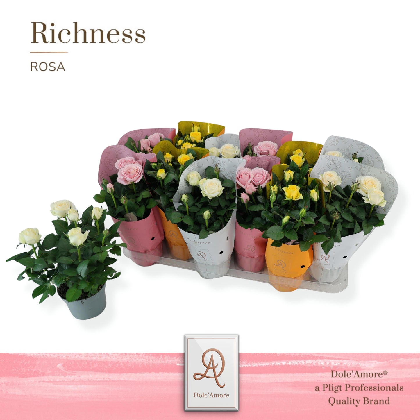 Pligt Professionals BV Rosa Amorosa mix Pack of 12