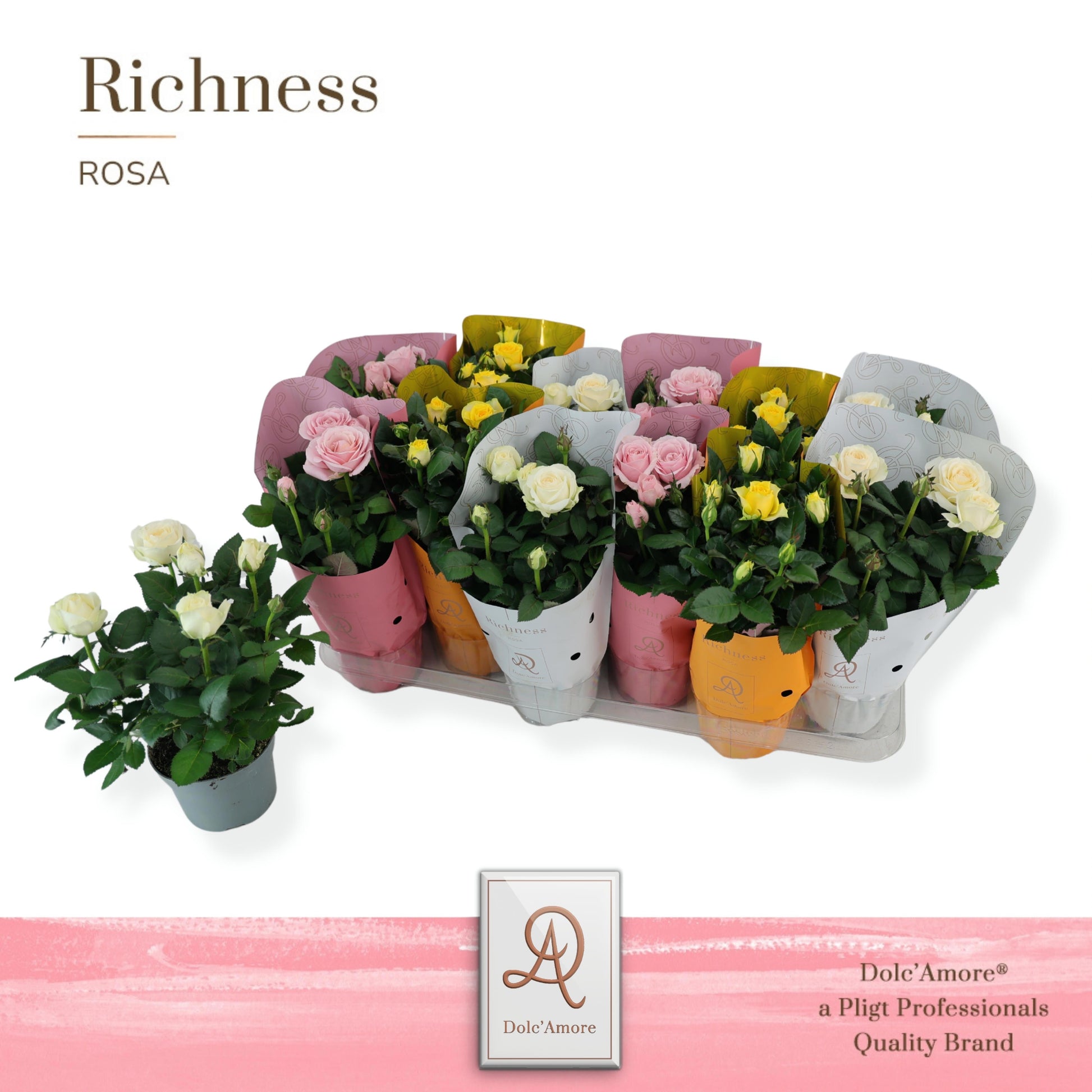 Pligt Professionals BV Rosa Amorosa mix Pack of 12