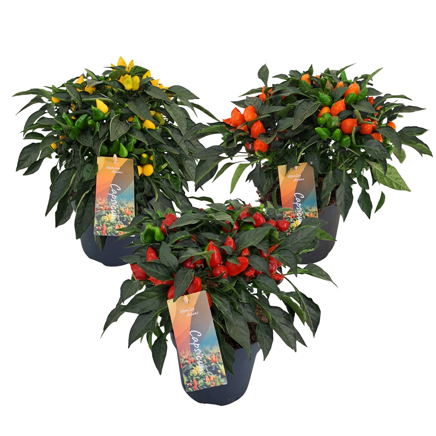 AltaNova Capsicum ann. Mambo mix Pack of 6