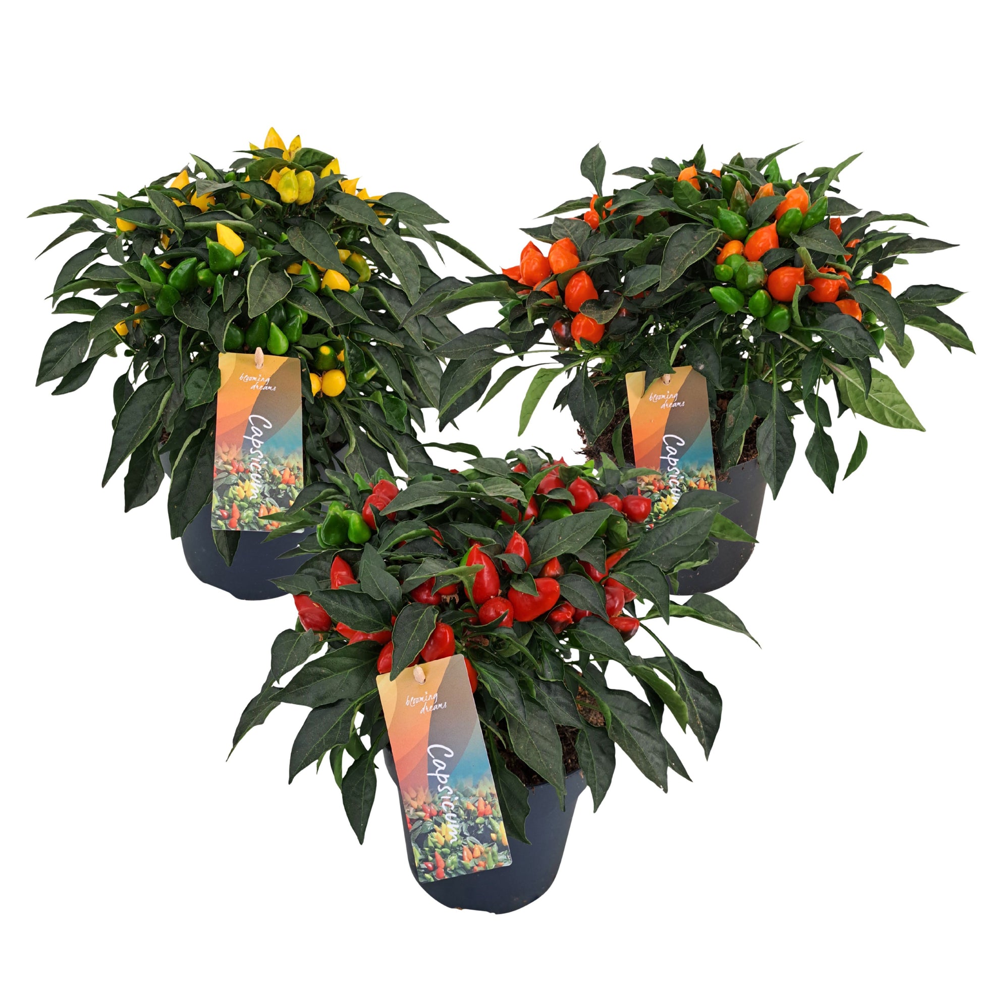 AltaNova Capsicum ann. Mambo mix Pack of 6