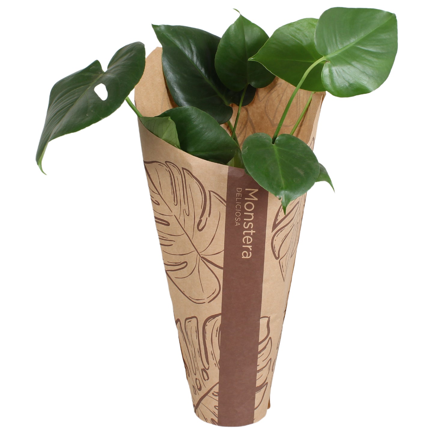 Monstera deliciosa 60cm 13cm Pot
