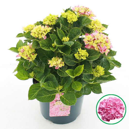 Hydrangea macrophylla 45cm 23cm Pot