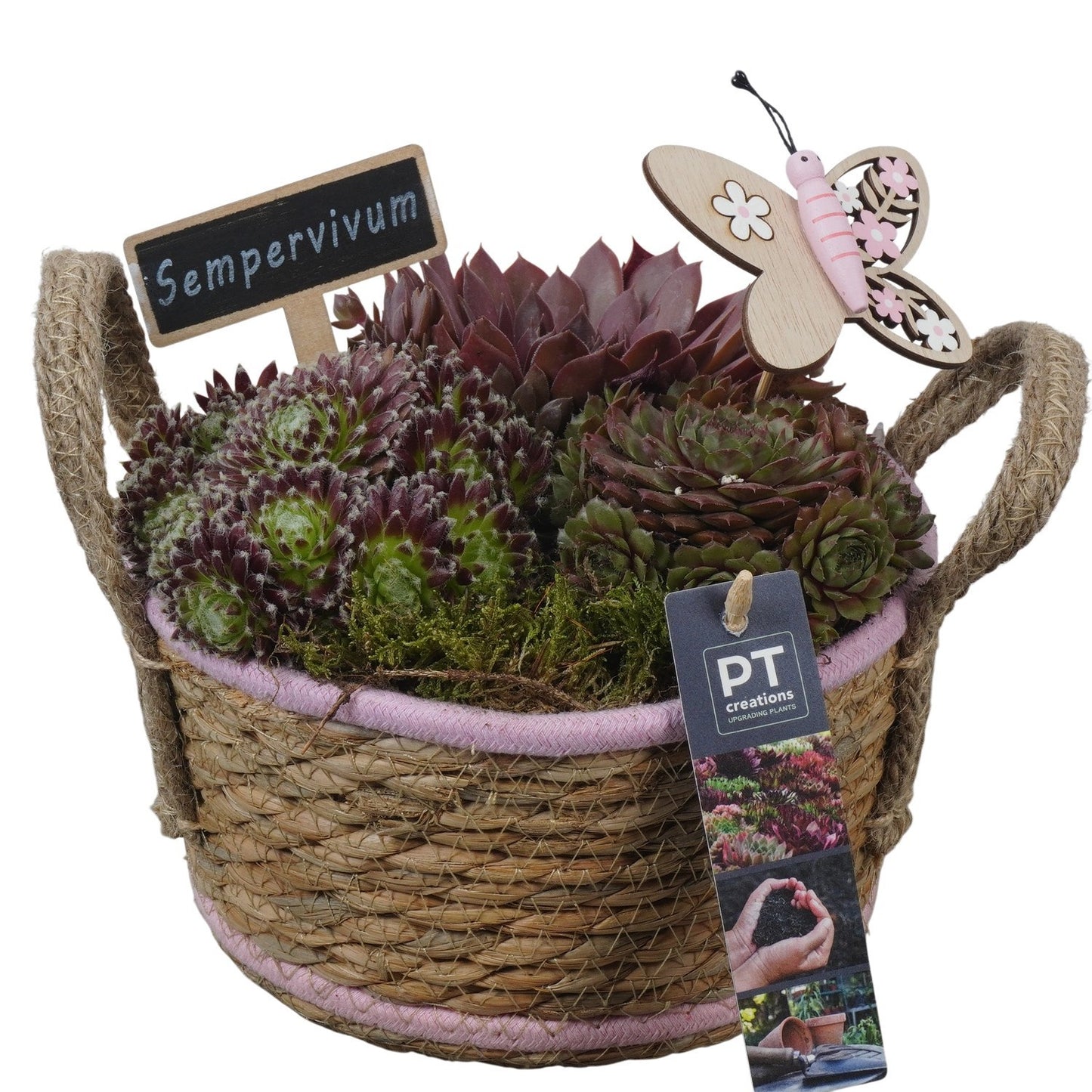 arr. Sempervivum 20cm 19cm Pot