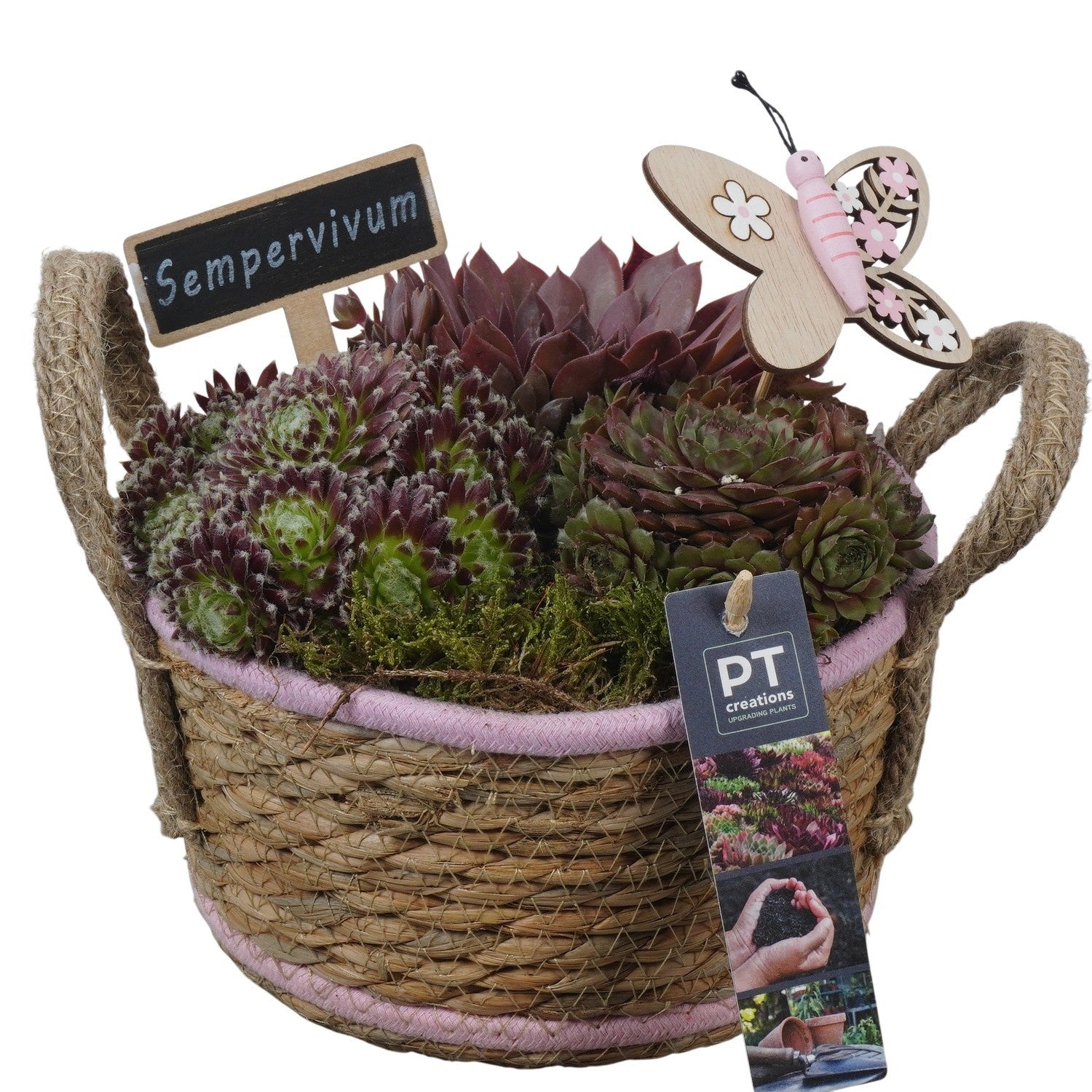 arr. Sempervivum 20cm 19cm Pot