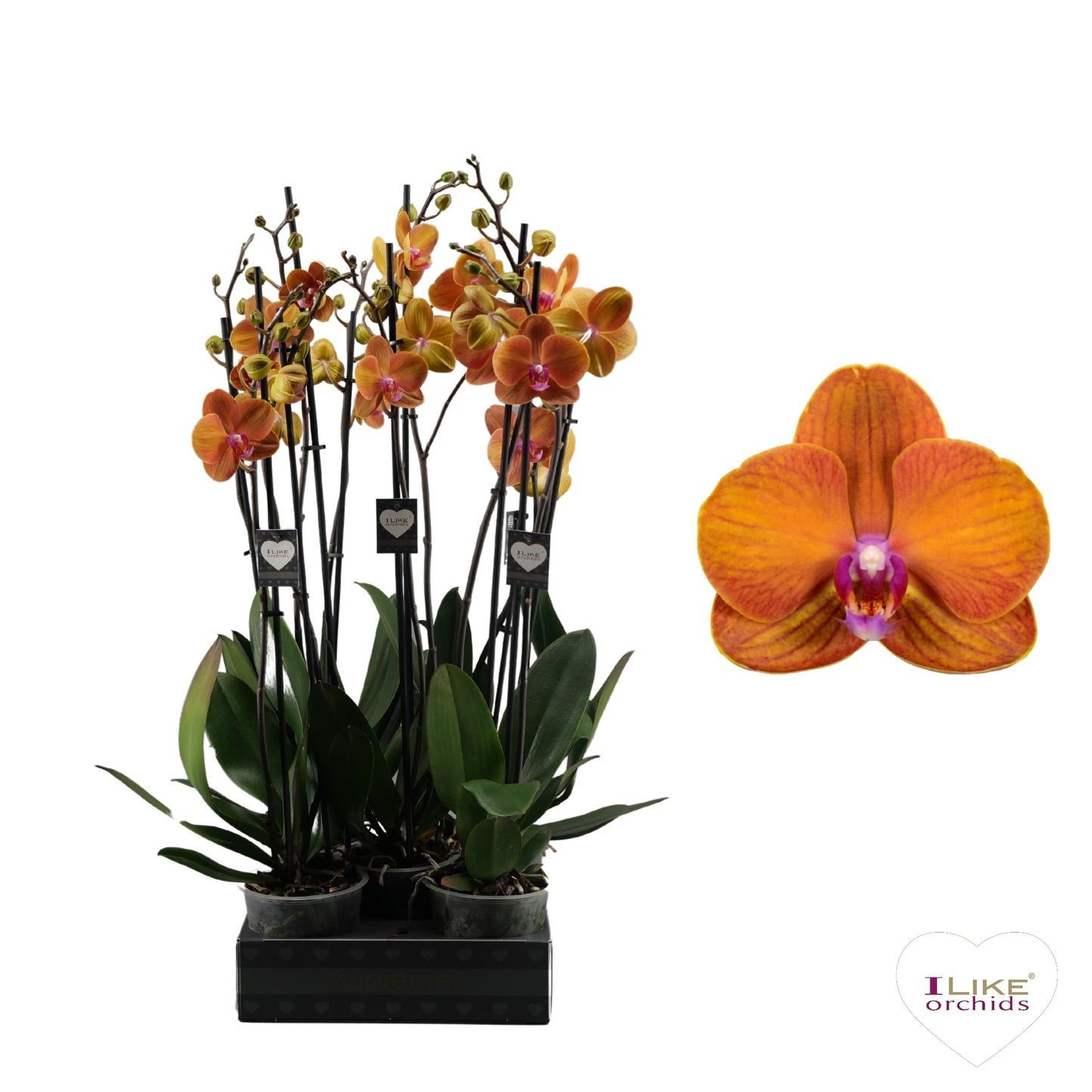 Levoplant BV Phalaenopsis Bolonga Pack of 5