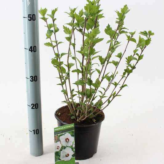 Hibiscus syriacus Red Heart 40cm 19cm Pot