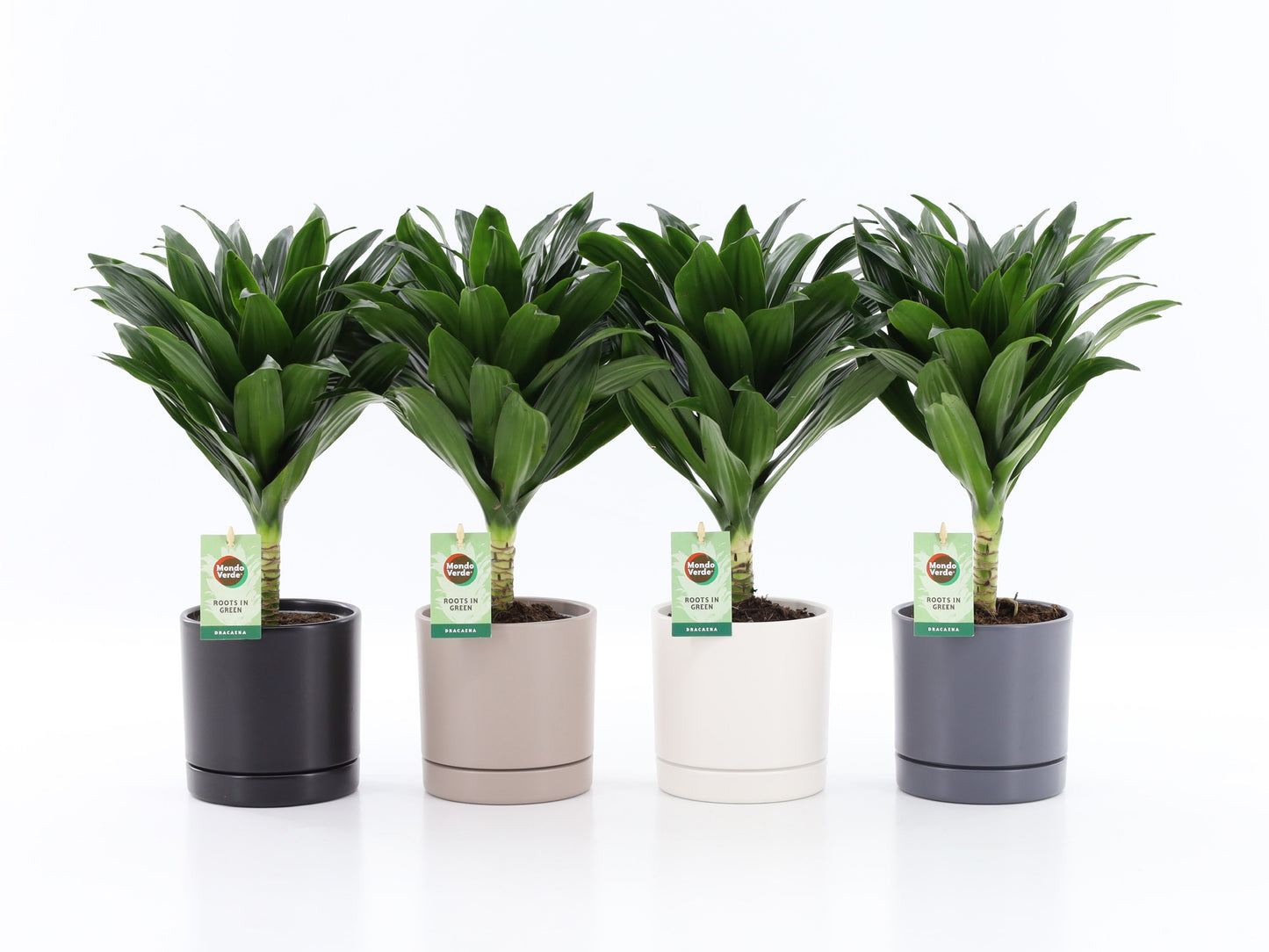 Dracaena fragrans Janet Craig 40cm 13cm Pot