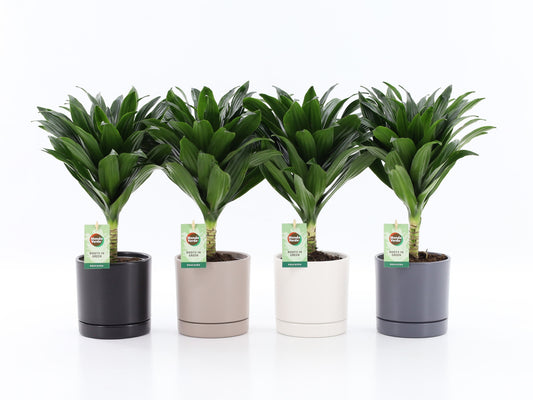 Dracaena fragrans Janet Craig 40cm 13cm Pot