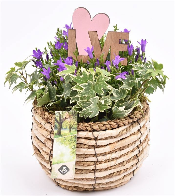 Campanula in terracotta pot 16cm Pot