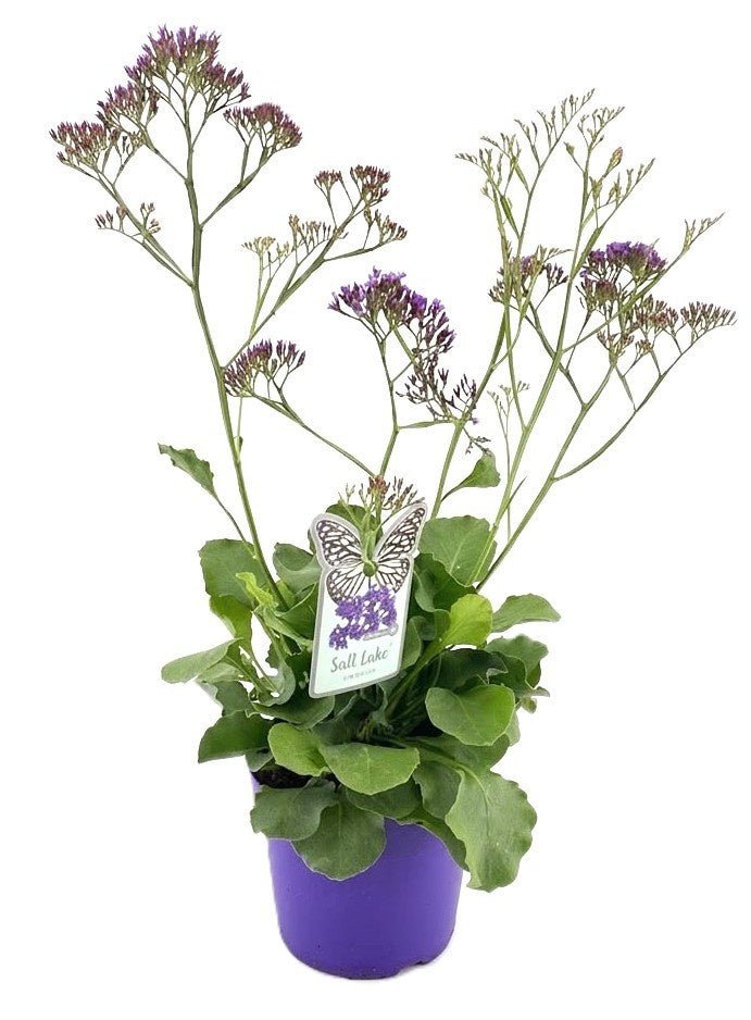 Limonium Salt Lake 60cm 19cm Pot