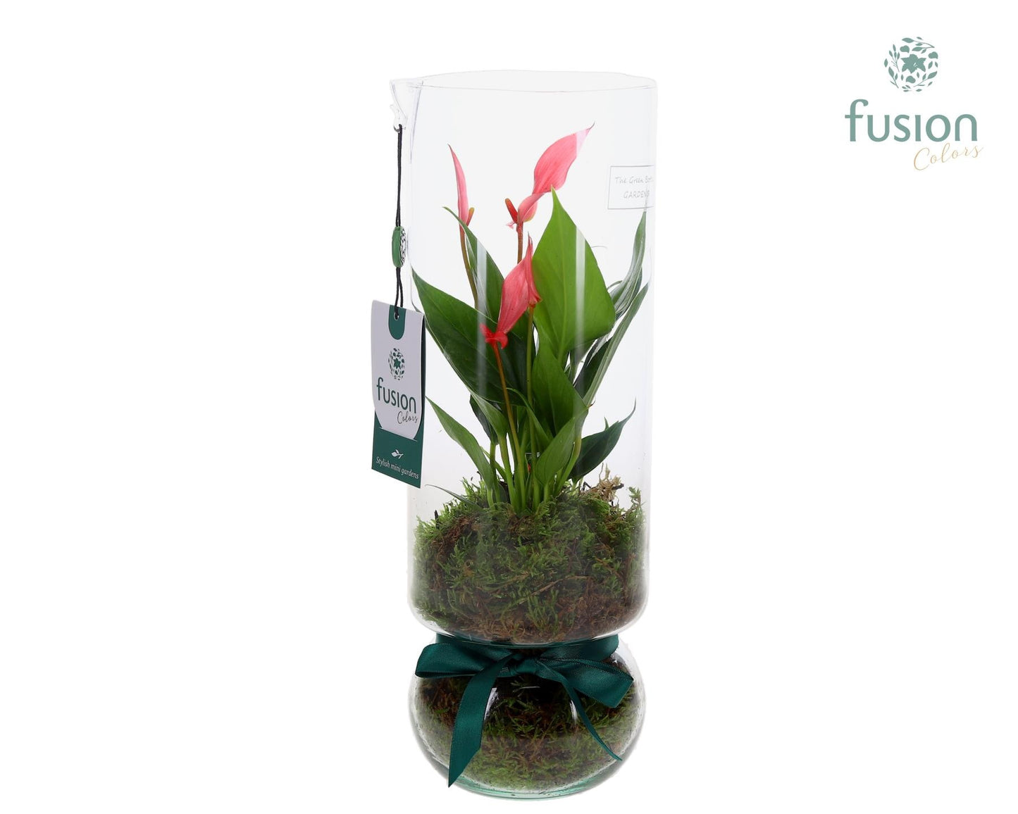 Green BottleAngelica Large met Anthurium 35cm 12cm Pot