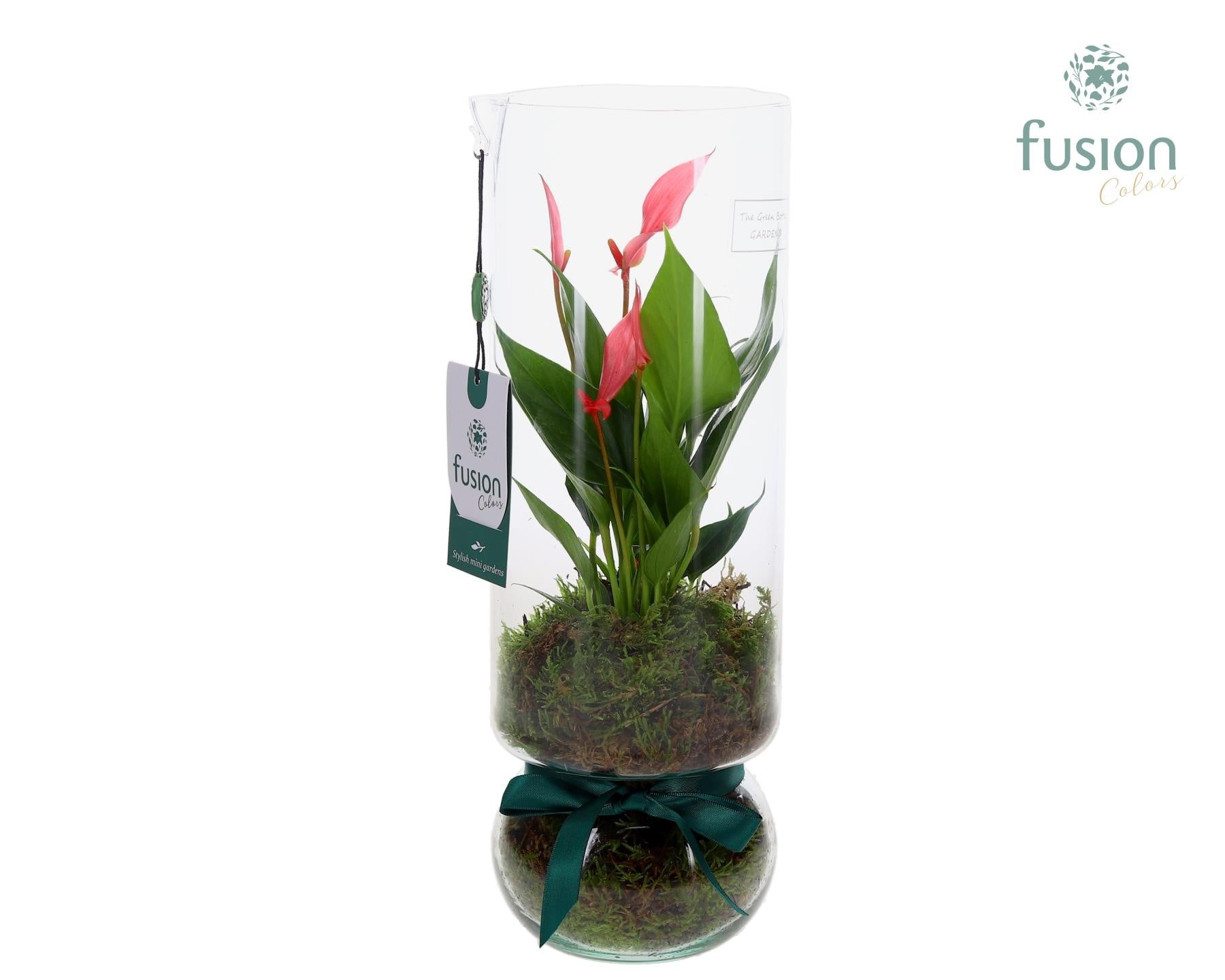 Green BottleAngelica Large met Anthurium 35cm 12cm Pot