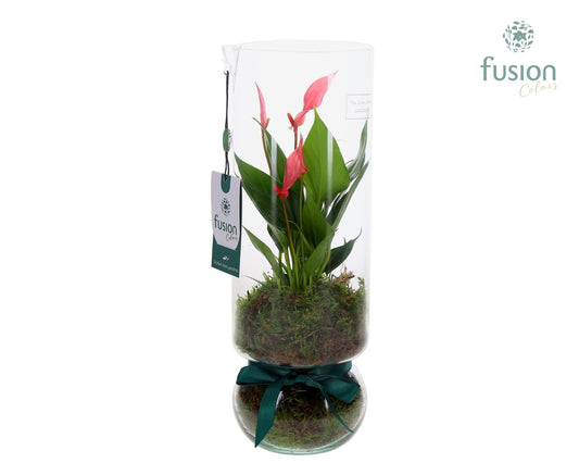 Green BottleAngelica Large met Anthurium 35cm 12cm Pot