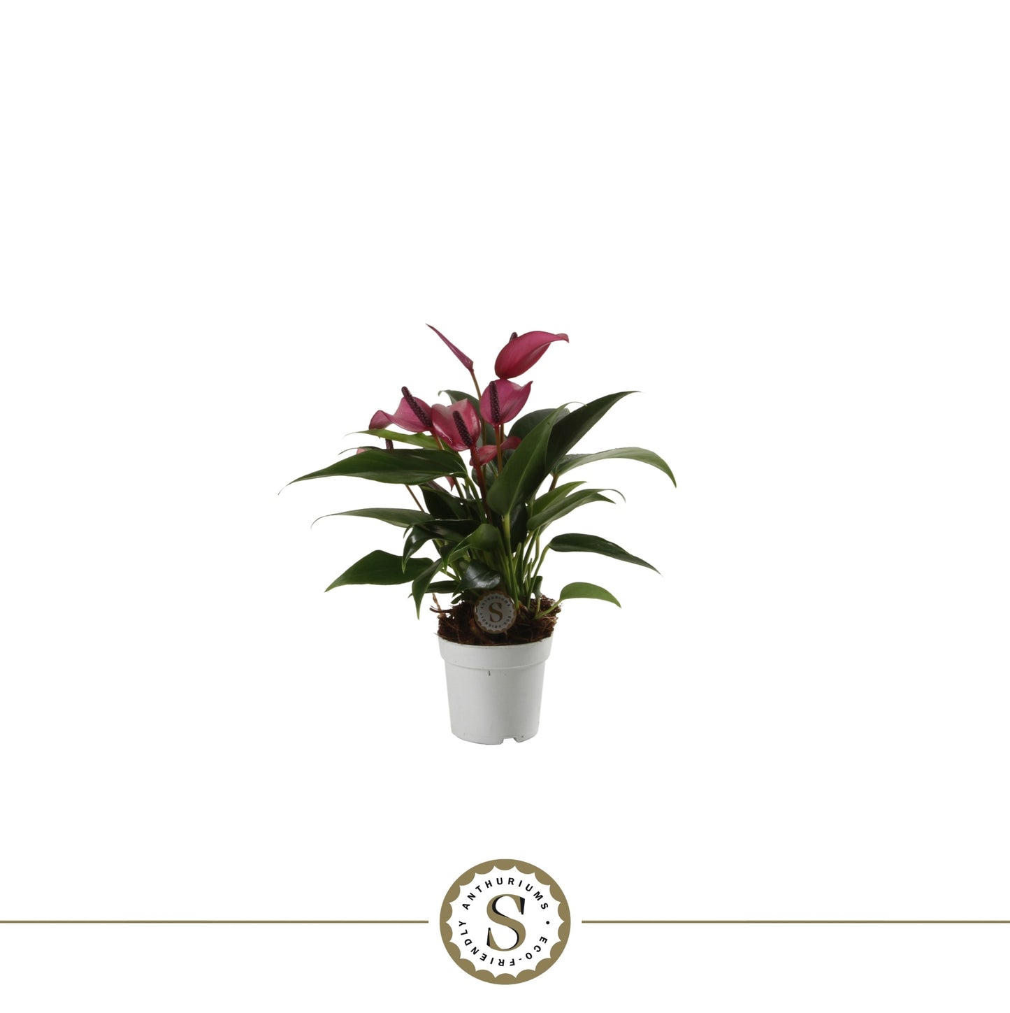 Anthurium Zizou 25cm 7cm Pot