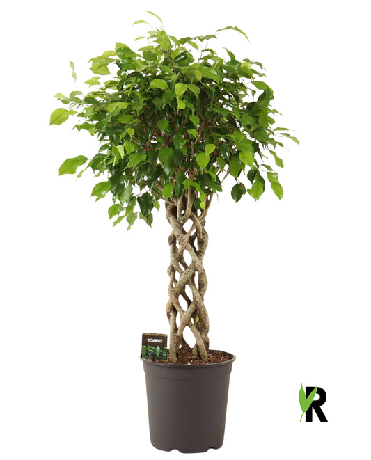 Ficus benj. Exotica 100cm 27cm Pot