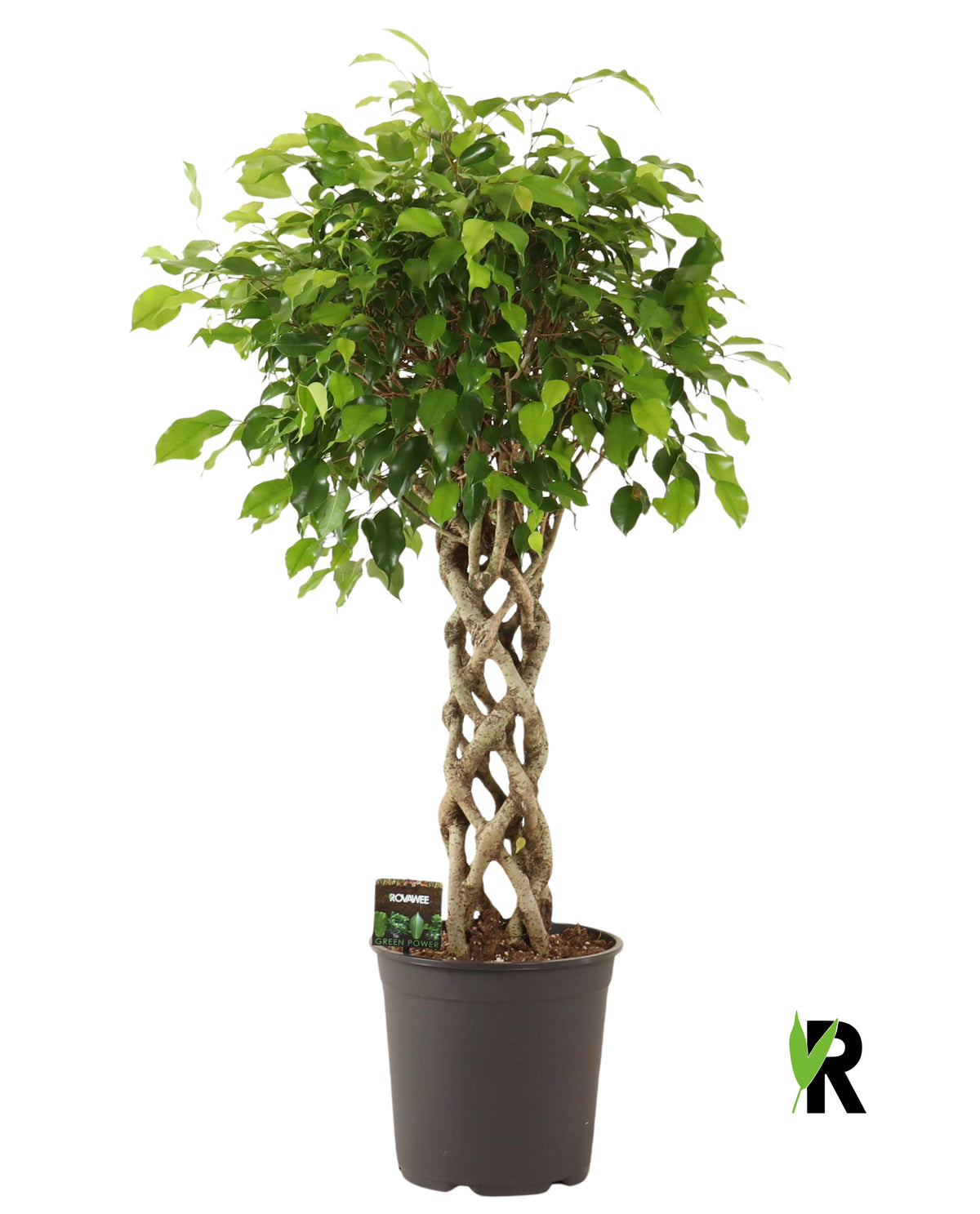 Ficus benj. Exotica 100cm 27cm Pot
