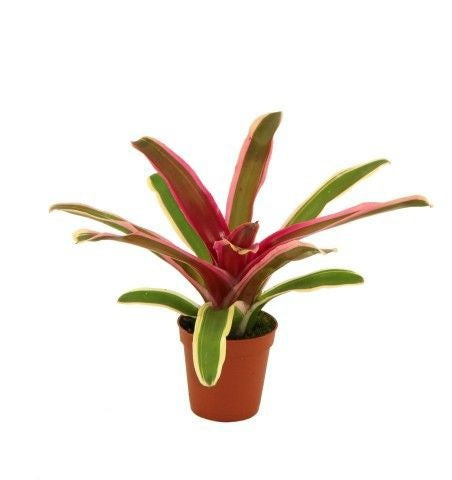 Rip Bromini BV Nidularium Striped Fireball Pack of 10