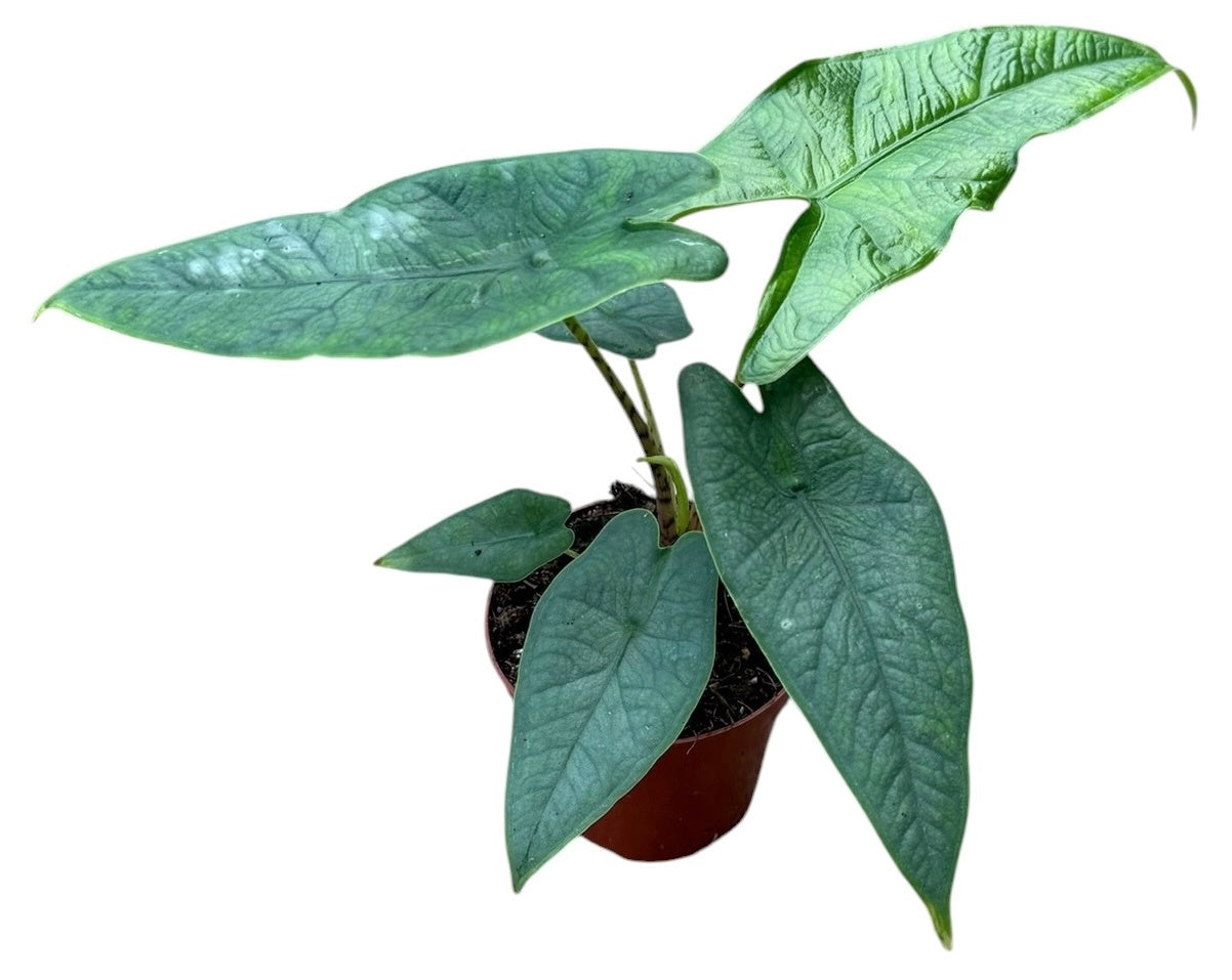 Alocasia amazonica 12cm 8cm Pot