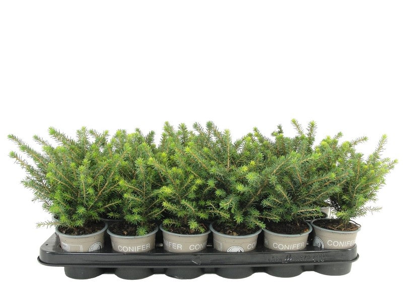 picea-omorika-karel-17cm-9cm-pot