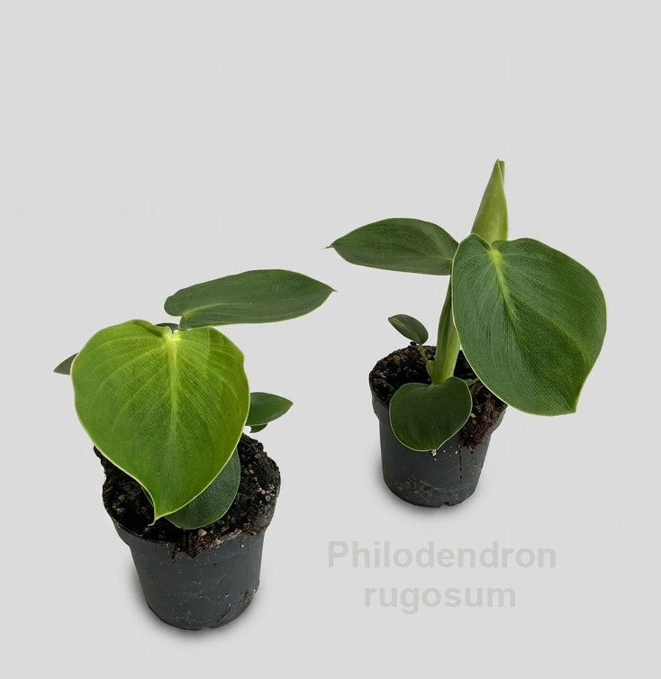 Philodendron scandens 23cm 12cm Pot