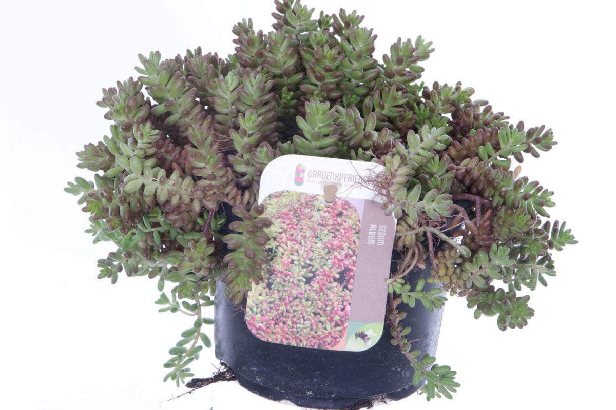 Sedum album Coral Carpet 20cm 17cm Pot