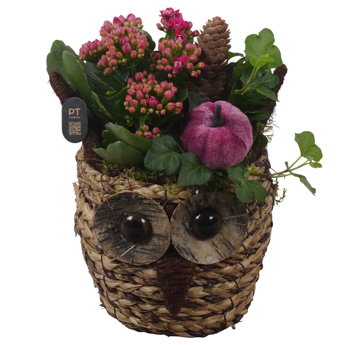 Indoor arrangement 21cm 13cm Pot