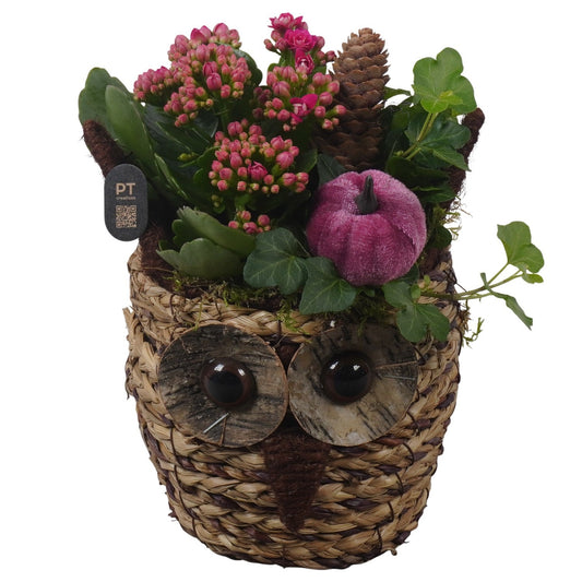 Indoor arrangement 21cm 13cm Pot