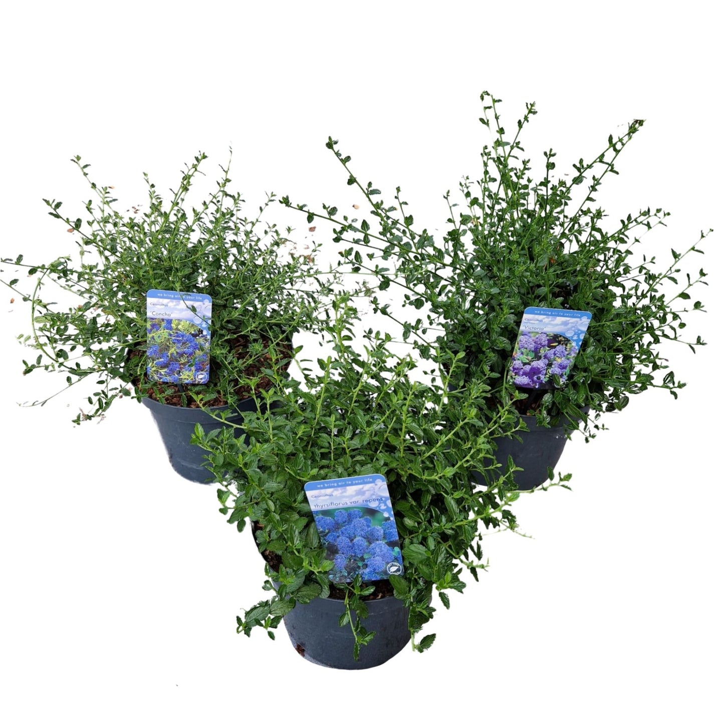 Ceanothus mix 50cm 26cm Pot