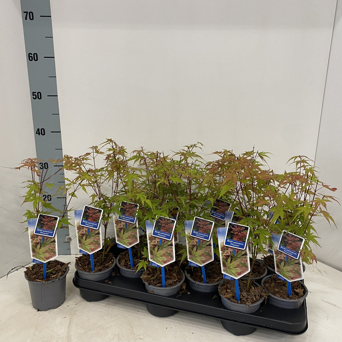 Acer Phoenix 35cm 10.5cm Pot