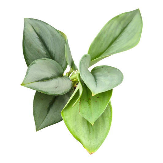 Scindapsus 15cm 9cm Pot